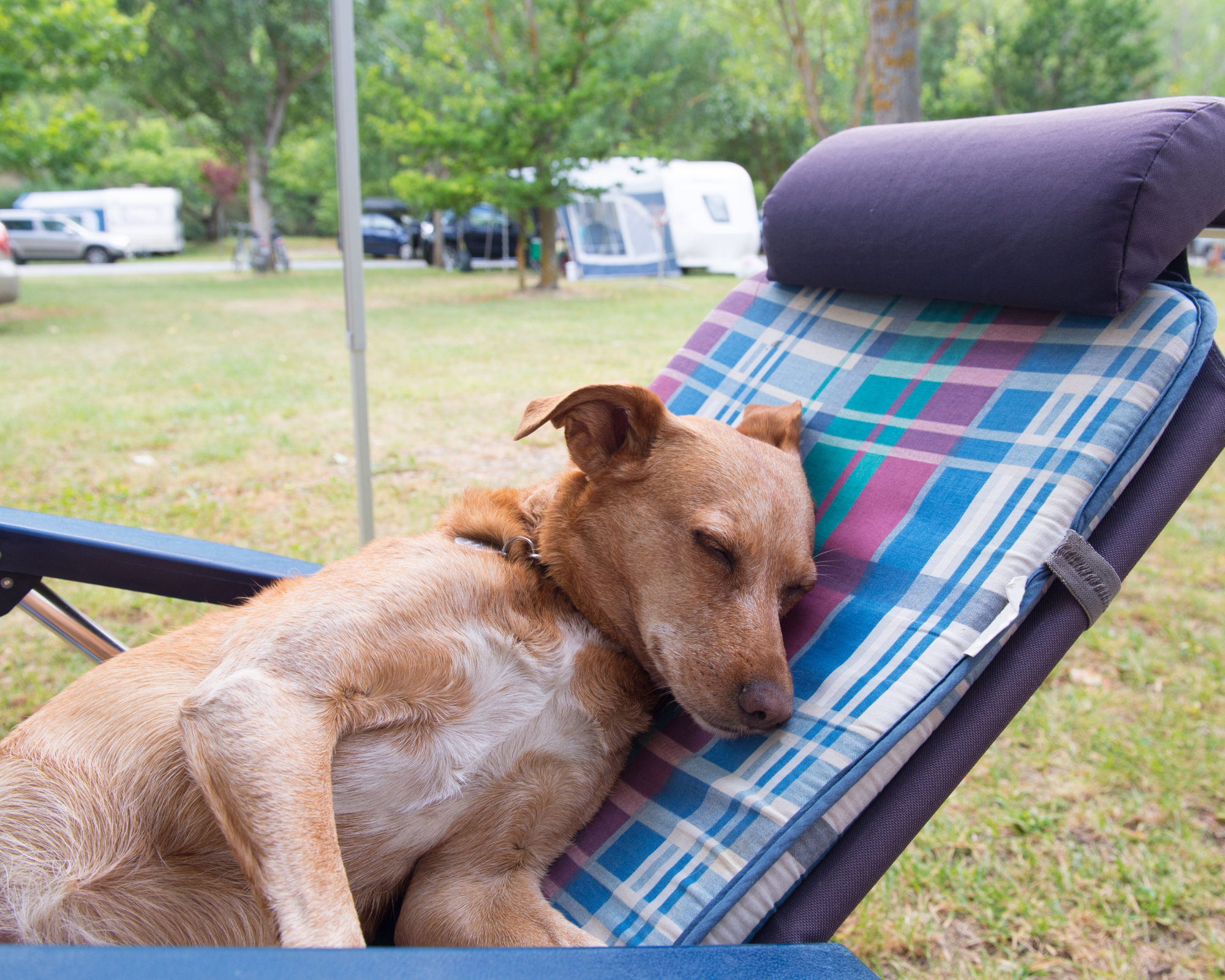 Little Dog asleep on the camping chair 